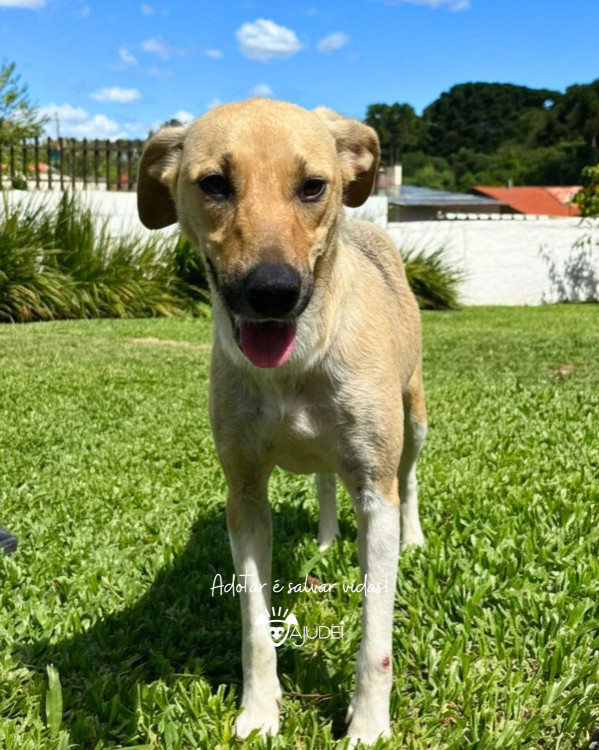 cacau-procura-um-lar-adocao-doacao-cachorro-gato-3
