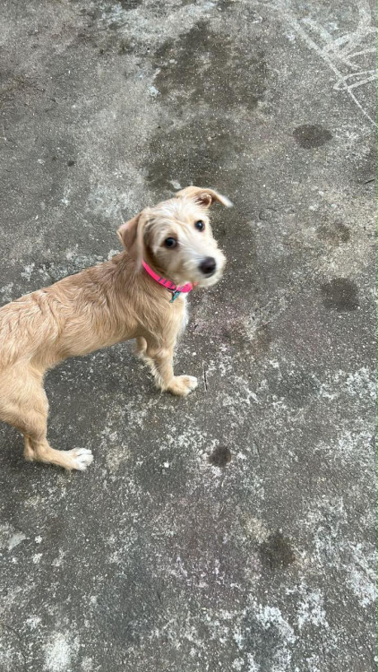 bela-1-ano-porte-pm-adocao-doacao-cachorro-gato-0
