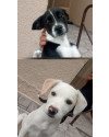 dois-irmaos-lindos-small-0