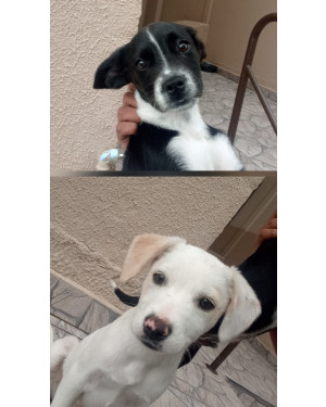 Dois irmãos lindos