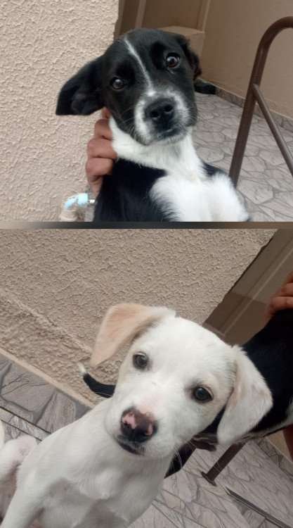 dois-irmaos-lindos-adocao-doacao-cachorro-gato-0