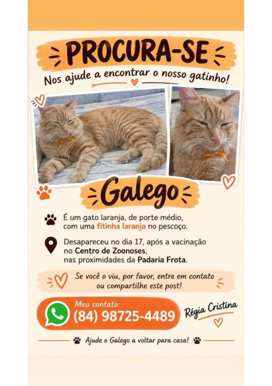 procura-se-galego-adocao-doacao-cachorro-gato-0