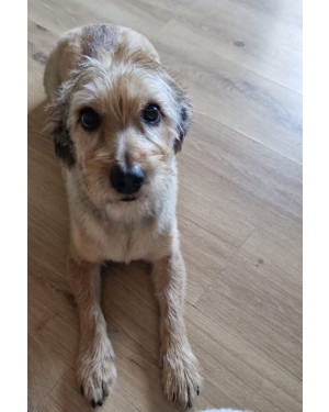 Conheça o Thor: cãozinho amorozo em busca de um lar
