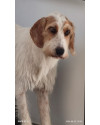 sajubo-da-istria-pelo-duro-small-3