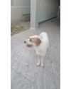 sajubo-da-istria-pelo-duro-small-1