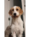sajubo-da-istria-pelo-duro-small-0