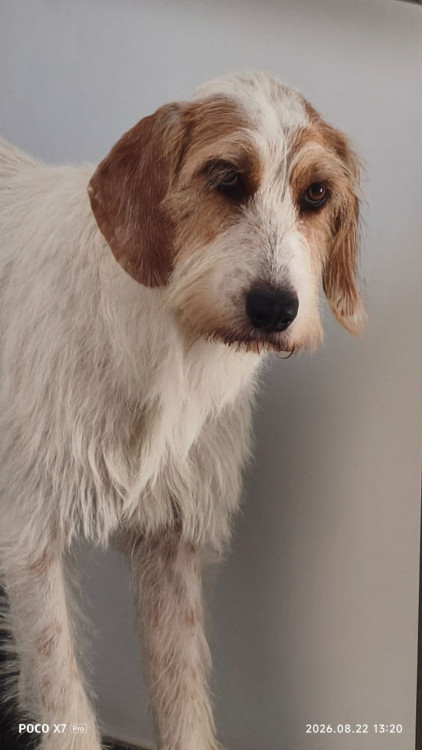 sajubo-da-istria-pelo-duro-adocao-doacao-cachorro-gato-3