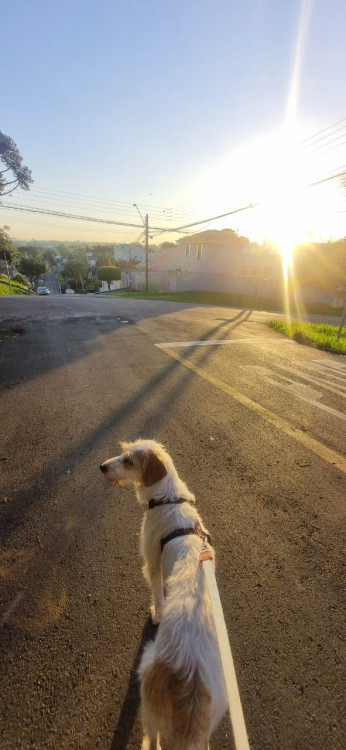 sajubo-da-istria-pelo-duro-adocao-doacao-cachorro-gato-2