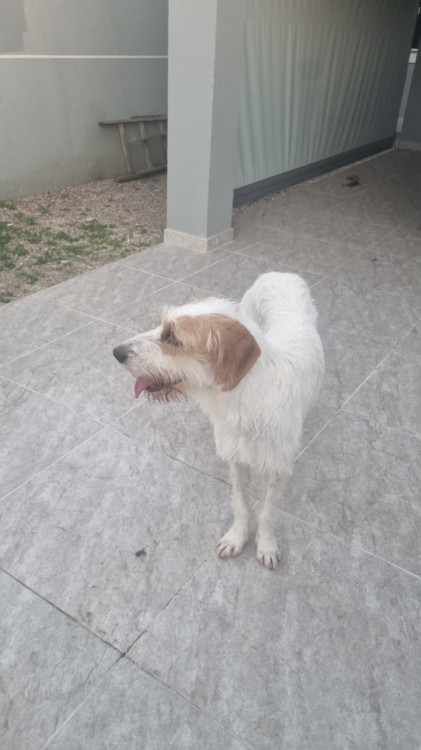 sajubo-da-istria-pelo-duro-adocao-doacao-cachorro-gato-1