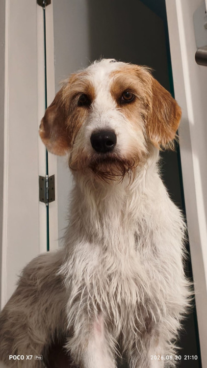 sajubo-da-istria-pelo-duro-adocao-doacao-cachorro-gato-0