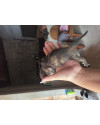 gatinho-bebe-para-doacao-small-1