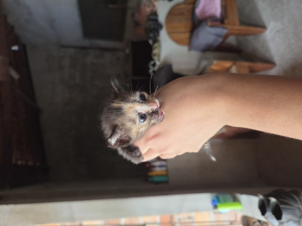 gatinho-bebe-para-doacao-adocao-doacao-cachorro-gato-0