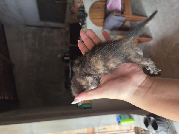 gatinho-bebe-para-doacao-adocao-doacao-cachorro-gato-1