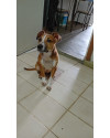 adocao-responsavel-small-2
