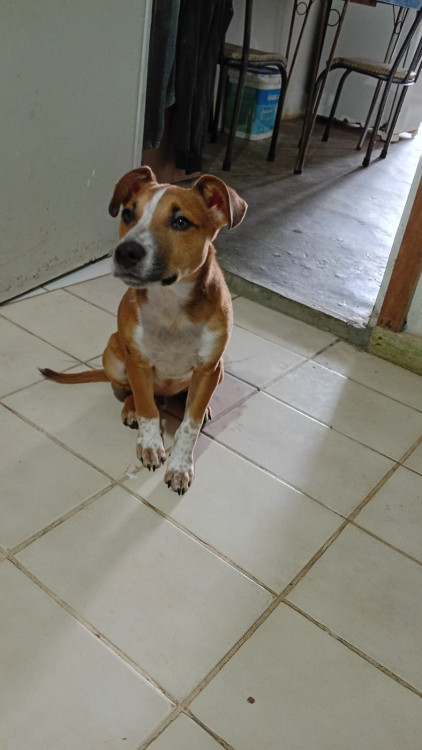 adocao-responsavel-adocao-doacao-cachorro-gato-2