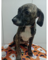 larinha-filhote-small-4