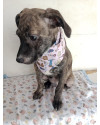 larinha-filhote-small-3