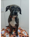 larinha-filhote-small-0