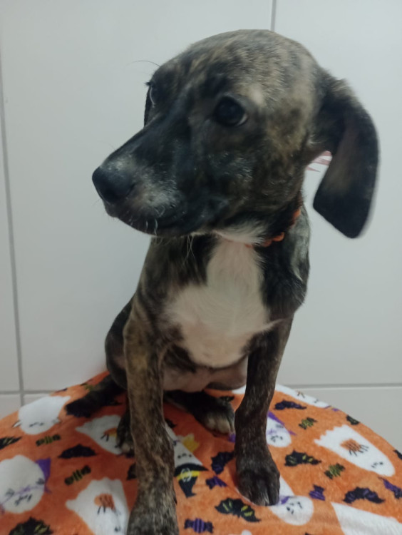 larinha-filhote-adocao-doacao-cachorro-gato-4