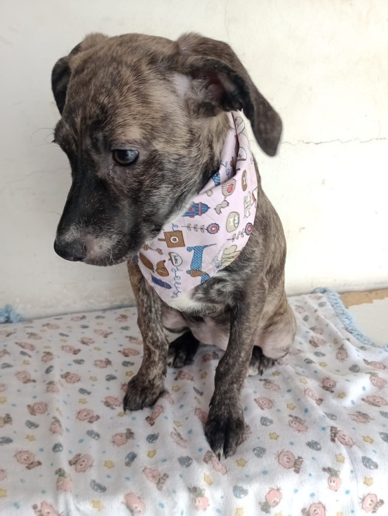 larinha-filhote-adocao-doacao-cachorro-gato-3