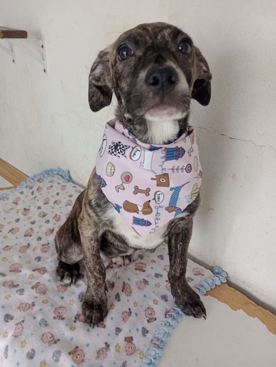 larinha-filhote-adocao-doacao-cachorro-gato-1