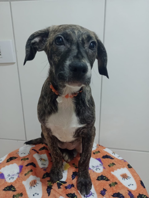 larinha-filhote-adocao-doacao-cachorro-gato-0