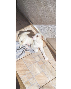 Adoção de cachorro SDR  dócil, brincalhão e inteligente