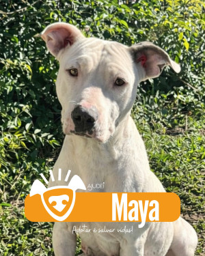 MAYA PROCURA UM LAR!