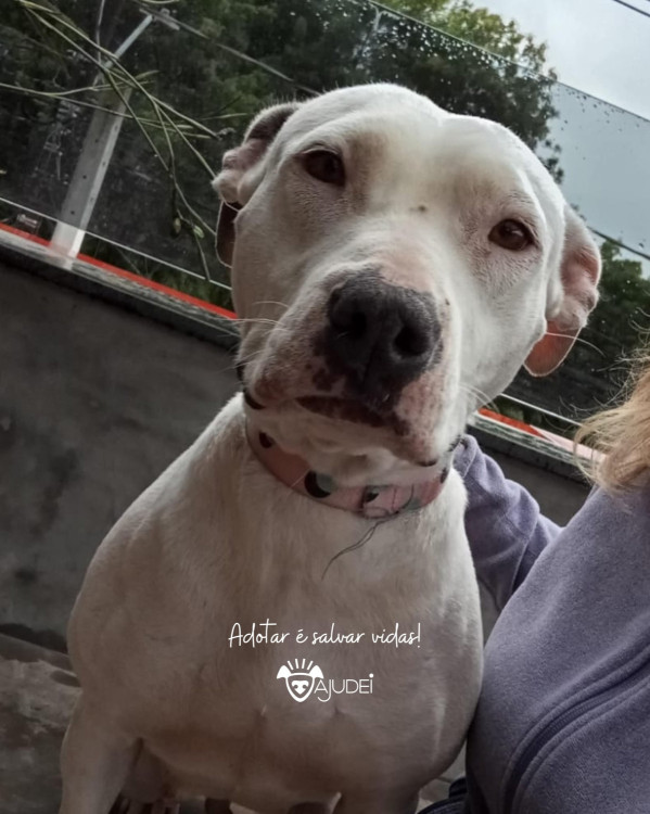 maya-procura-um-lar-adocao-doacao-cachorro-gato-2