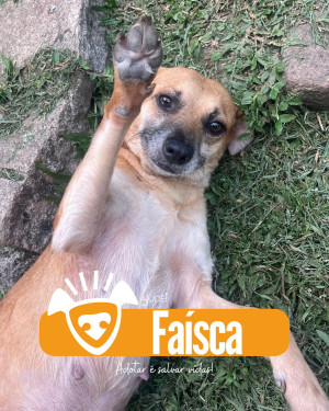 FAÍSCA PROCURA UM LAR!