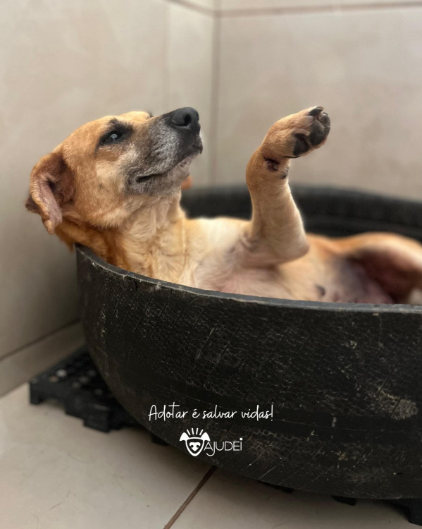 faisca-procura-um-lar-adocao-doacao-cachorro-gato-1