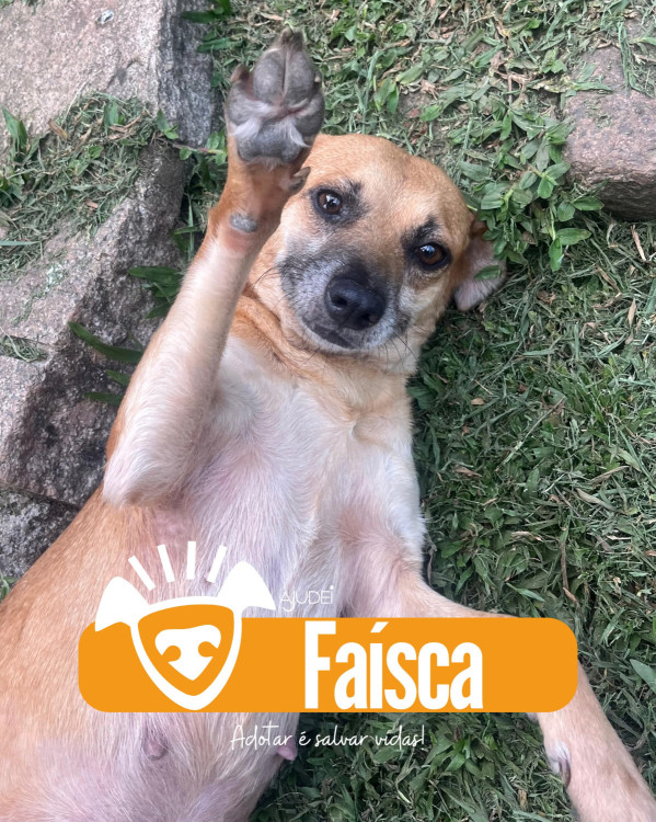 faisca-procura-um-lar-adocao-doacao-cachorro-gato-0