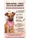procura-se-um-lar-amoroso-small-2
