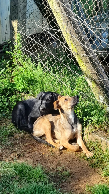 procura-se-um-lar-amoroso-adocao-doacao-cachorro-gato-3