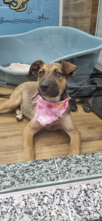 procura-se-um-lar-amoroso-adocao-doacao-cachorro-gato-0