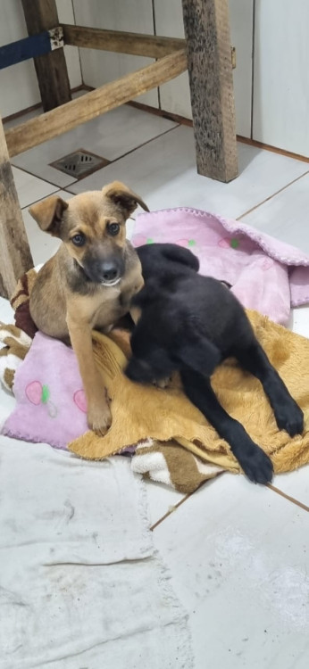 procura-se-um-lar-amoroso-adocao-doacao-cachorro-gato-1