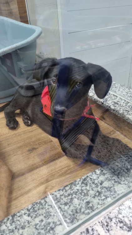 adote-o-otavio-negao-de-tirar-o-chapeu-adocao-doacao-cachorro-gato-0