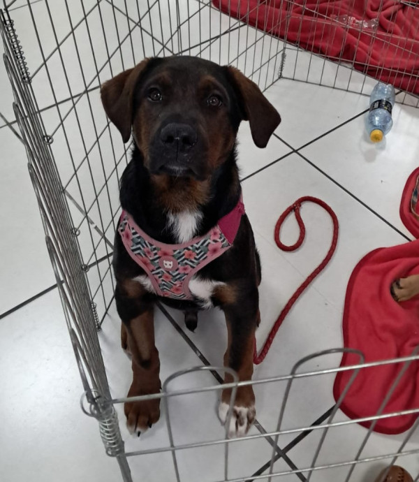 bob-adocao-doacao-cachorro-gato-0