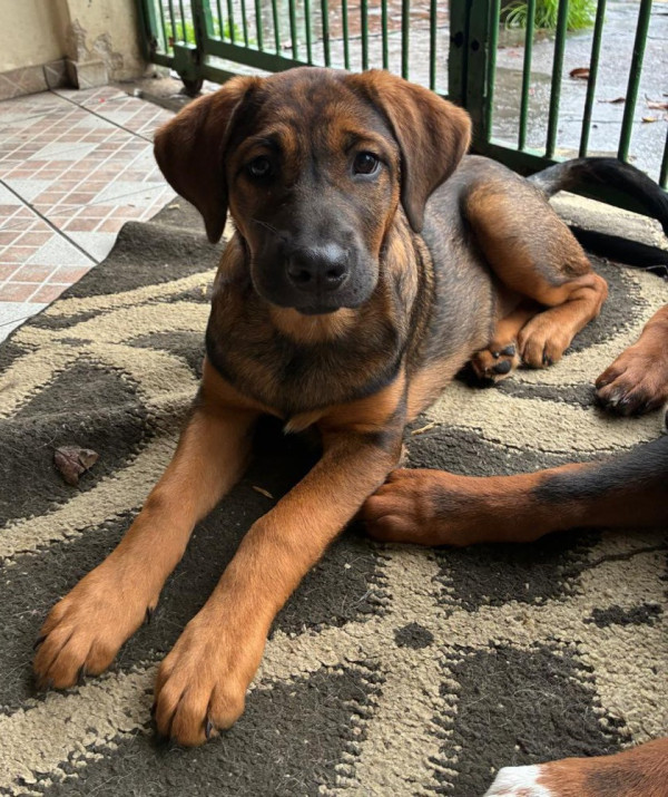 mel-adocao-doacao-cachorro-gato-0