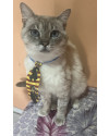 gato-super-docil-para-adocao-small-0
