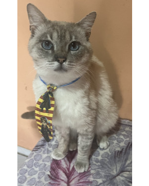 Gato super dócil para adoção