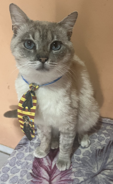 gato-super-docil-para-adocao-adocao-doacao-cachorro-gato-0
