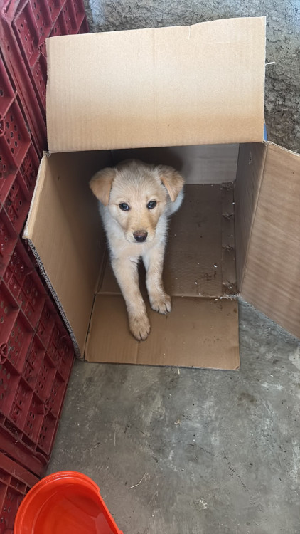 cadelinha-filhote-para-adocao-adocao-doacao-cachorro-gato-1