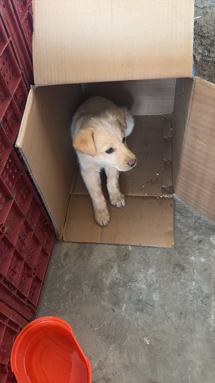 cadelinha-filhote-para-adocao-adocao-doacao-cachorro-gato-2