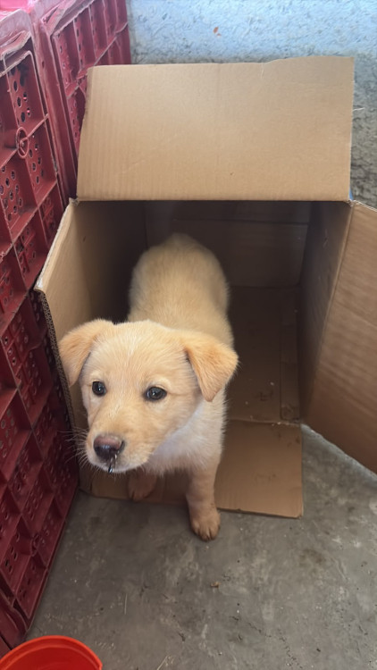 cadelinha-filhote-para-adocao-adocao-doacao-cachorro-gato-3