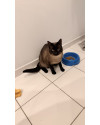 gatinho-de-1-ano-castrado-e-saudavel-small-2