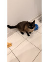 gatinho-de-1-ano-castrado-e-saudavel-small-1