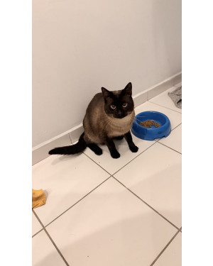 Gatinho de 1 ano , castrado e saudável
