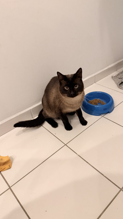 gatinho-de-1-ano-castrado-e-saudavel-adocao-doacao-cachorro-gato-2