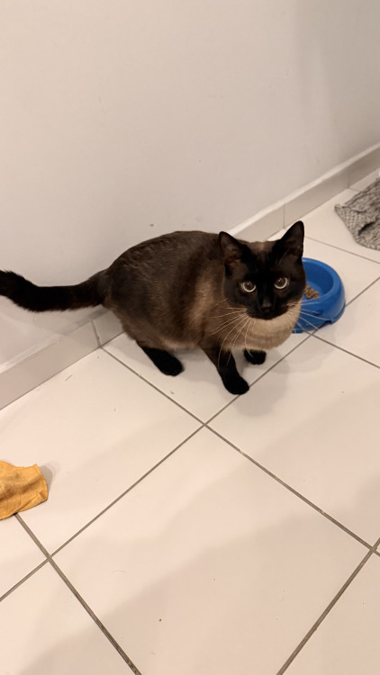 gatinho-de-1-ano-castrado-e-saudavel-adocao-doacao-cachorro-gato-1